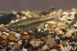 Minnow (Phoxinus phoxinus)