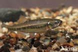 Minnow (Phoxinus phoxinus)