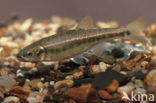 Minnow (Phoxinus phoxinus)