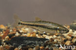 Minnow (Phoxinus phoxinus)