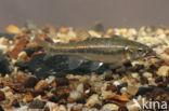 Minnow (Phoxinus phoxinus)