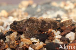 Scheldt sculpin (Cottus perifretum)