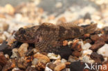 Scheldt sculpin (Cottus perifretum)