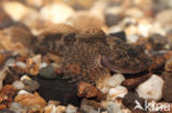 Rivierdonderpad (Cottus perifretum)