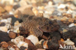 Rivierdonderpad (Cottus perifretum)