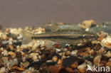 Minnow (Phoxinus phoxinus)