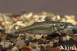 Minnow (Phoxinus phoxinus)