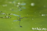 Waterjuffer (Coenagrion sp.)