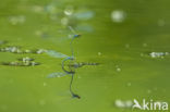 Damselfly (Coenagrion sp.)