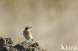 Whinchat (Saxicola rubetra)