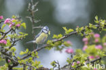 Blue Tit (Parus caeruleus)