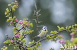 Blue Tit (Parus caeruleus)