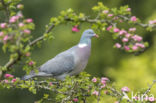 Wood Pigeon