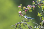 Blue Tit (Parus caeruleus)