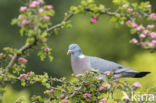 Wood Pigeon