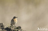 Paapje (Saxicola rubetra)