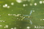 Waterjuffer (Coenagrion sp.)