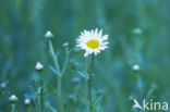 Madeliefje (Bellis perennis)