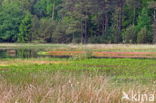 Boswachterij Ruinen