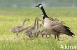 Canada Goose (Branta canadensis)