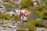 waterlily (Nymphaea blanda)