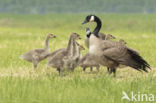 Canada Goose (Branta canadensis)