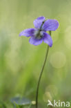 Common Dog-violet (Viola riviniana)