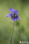 Bleeksporig bosviooltje (Viola riviniana)