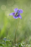 Bleeksporig bosviooltje (Viola riviniana)