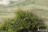 Greater Whitethroat (Sylvia communis)