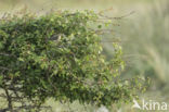 Willow Warbler (Phylloscopus trochilus)