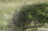 Willow Warbler (Phylloscopus trochilus)