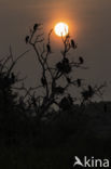 Cormorant (Nannopterum harrisi)