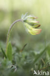 Gewone rolklaver (Lotus corniculatus)