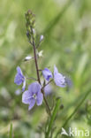 Thijmereprijs (Veronica serpyllifolia)