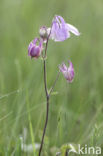 Wilde akelei (Aquilegia vulgaris)