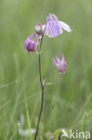 Columbine (Aquilegia vulgaris)