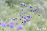 Columbine (Aquilegia vulgaris)