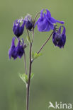 Wilde akelei (Aquilegia vulgaris)