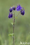 Columbine (Aquilegia vulgaris)