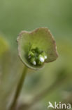 Springbeauty (Claytonia perfoliata)