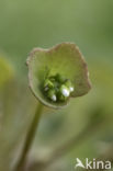 Witte winterpostelein (Claytonia perfoliata)