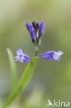 Milkwort (Polygala chamaebuxus)