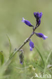 Milkwort (Polygala chamaebuxus)