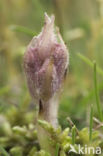 Walstrobremraap (Orobanche caryophyllacea)