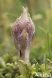 Bedstraw Broomrape (Orobanche caryophyllacea)