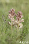 Bedstraw Broomrape (Orobanche caryophyllacea)