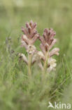 Walstrobremraap (Orobanche caryophyllacea)