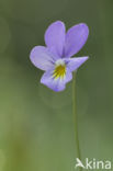 Dune Pansey (Viola curtisii)