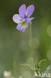 Dune Pansey (Viola curtisii)